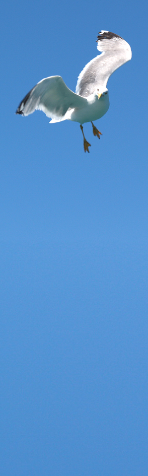 Mouette