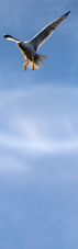 mouette